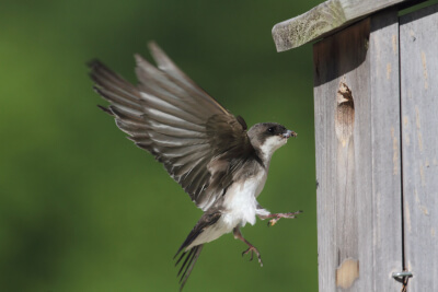 bird bringing food to the nest